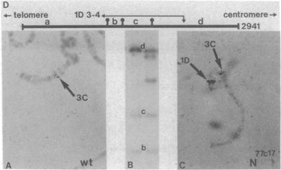 graphic file with name pnas00633-0199-a.jpg