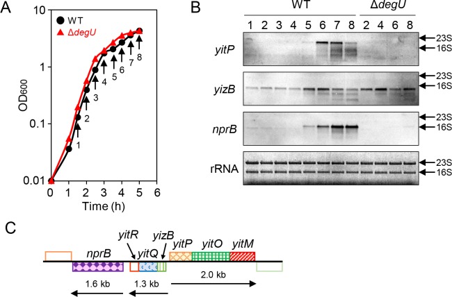 Fig 4