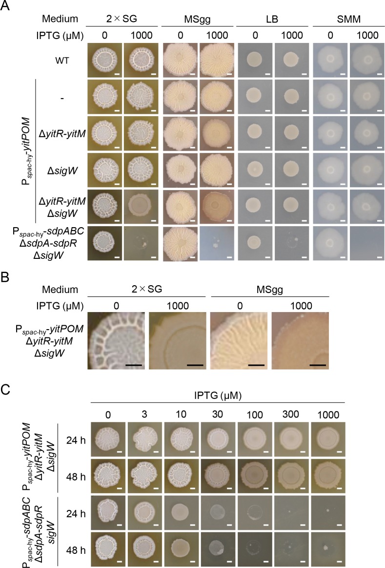 Fig 6