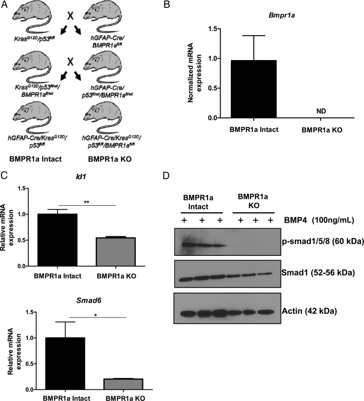 Fig. 2.