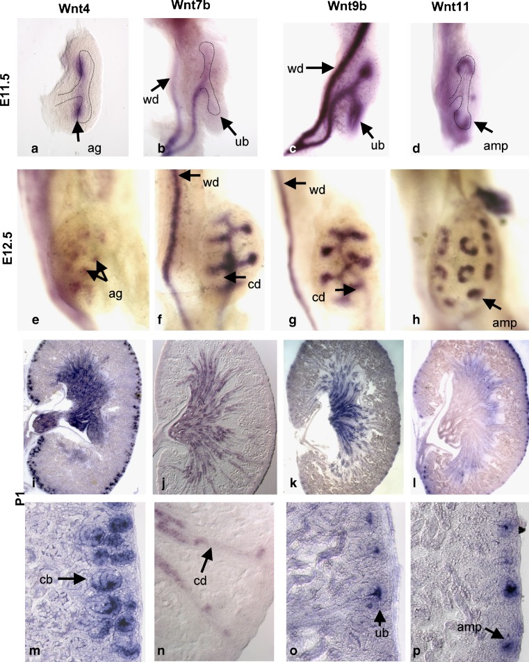 Fig. 3