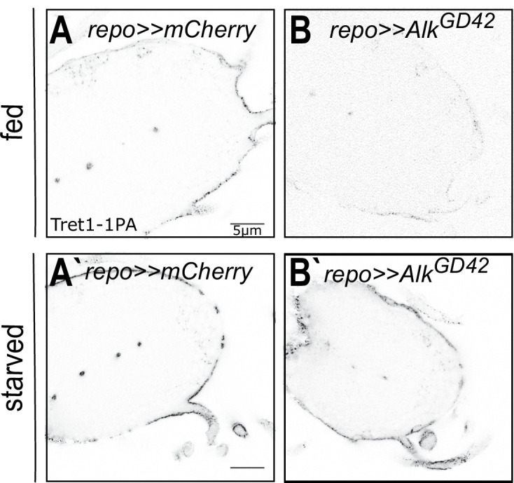 Figure 6—figure supplement 1.