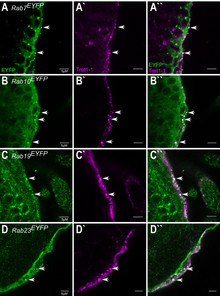 Figure 2—figure supplement 1.