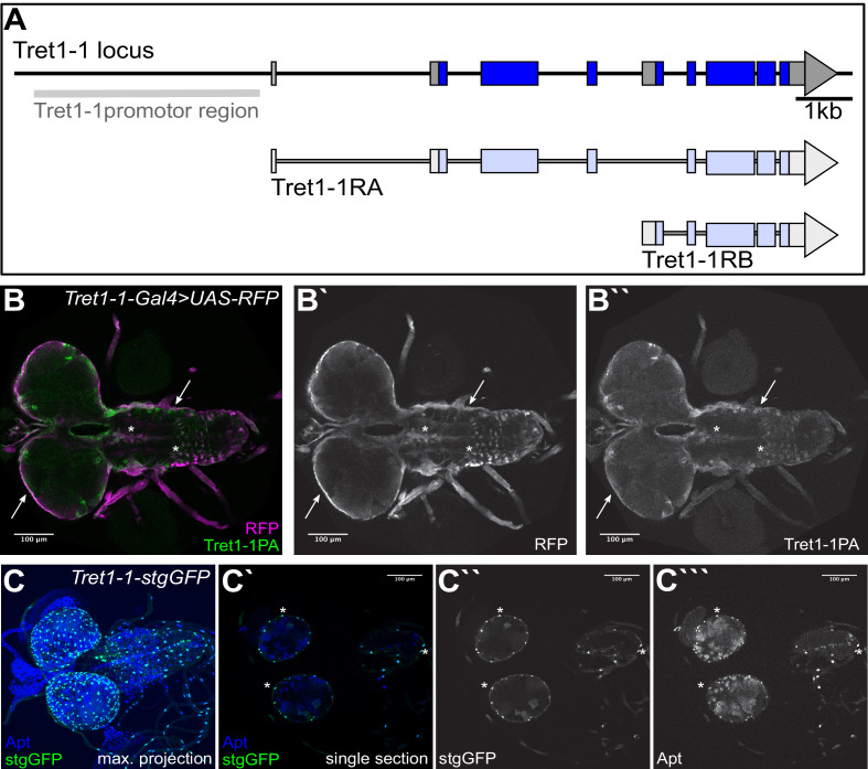 Figure 3—figure supplement 1.