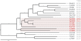 <sc>Fig</sc>. 5.