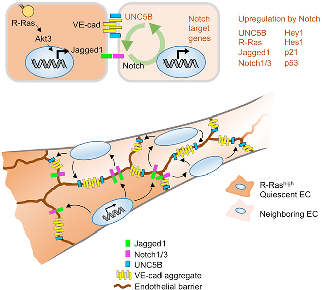 graphic file with name nihms-1980909-f0001.jpg