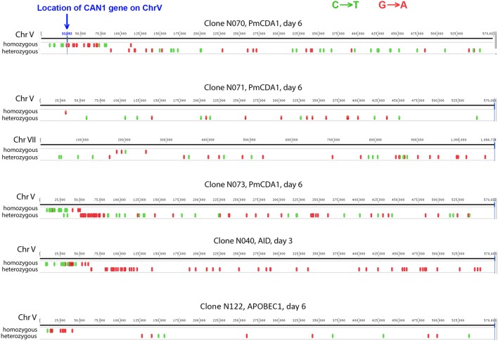 FIGURE 4