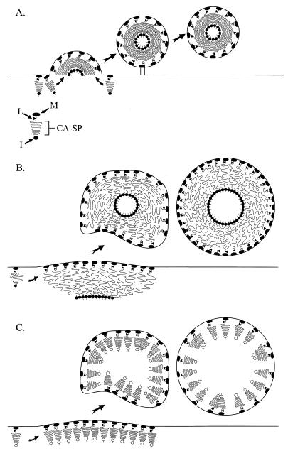FIG. 12