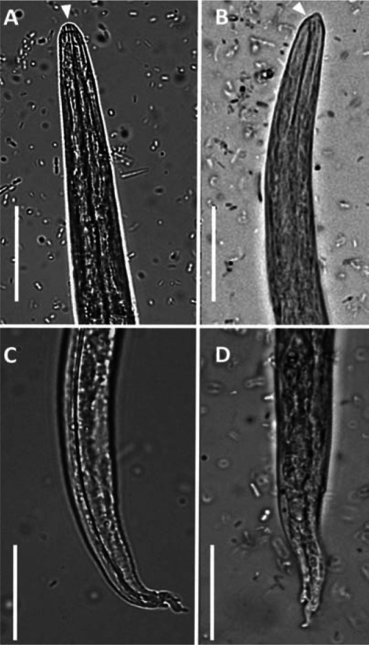 Lungworm disease in cats: ABCD guidelines on prevention and management ...