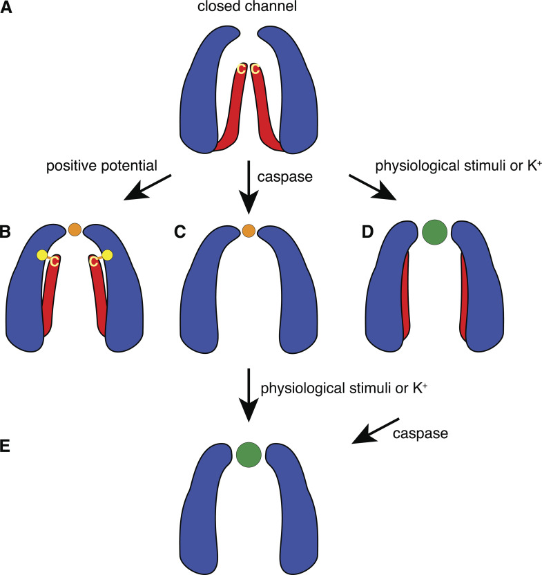 Figure 5.