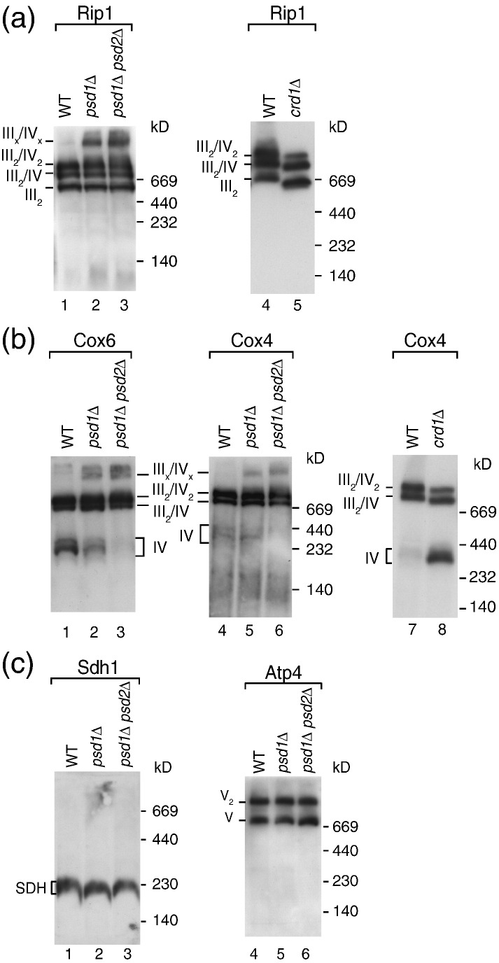 Fig. 4