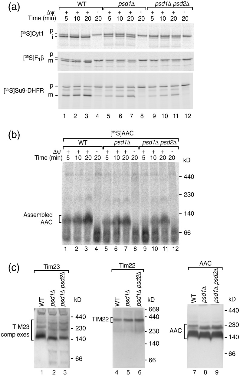 Fig. 2