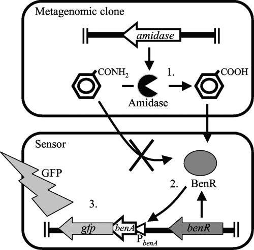 FIG. 1.