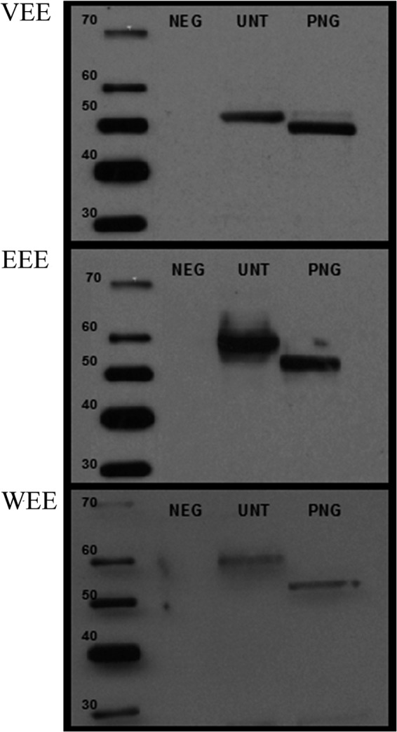 FIG 2