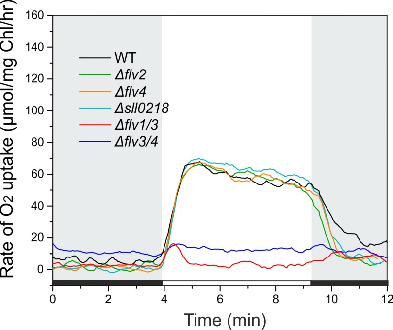 Figure 1—figure supplement 1.