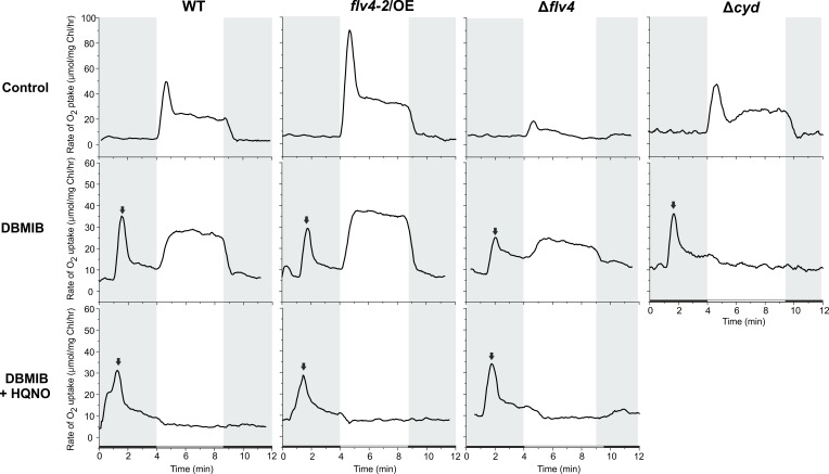 Figure 3—figure supplement 1.