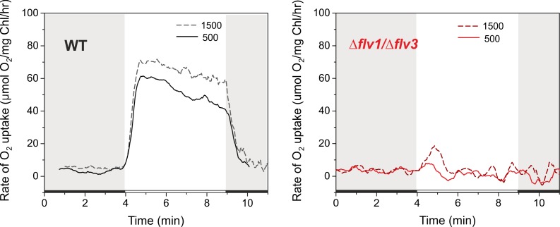 Figure 5—figure supplement 1.