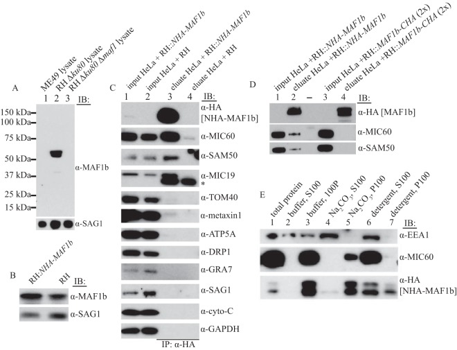 FIG 3 