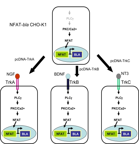 Fig. (1)