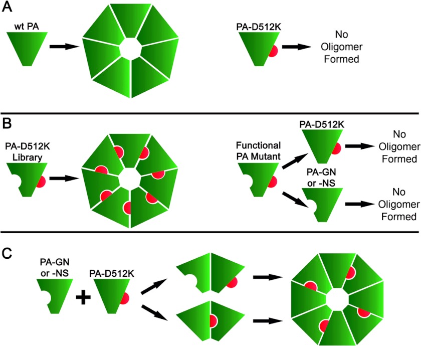 FIGURE 1.