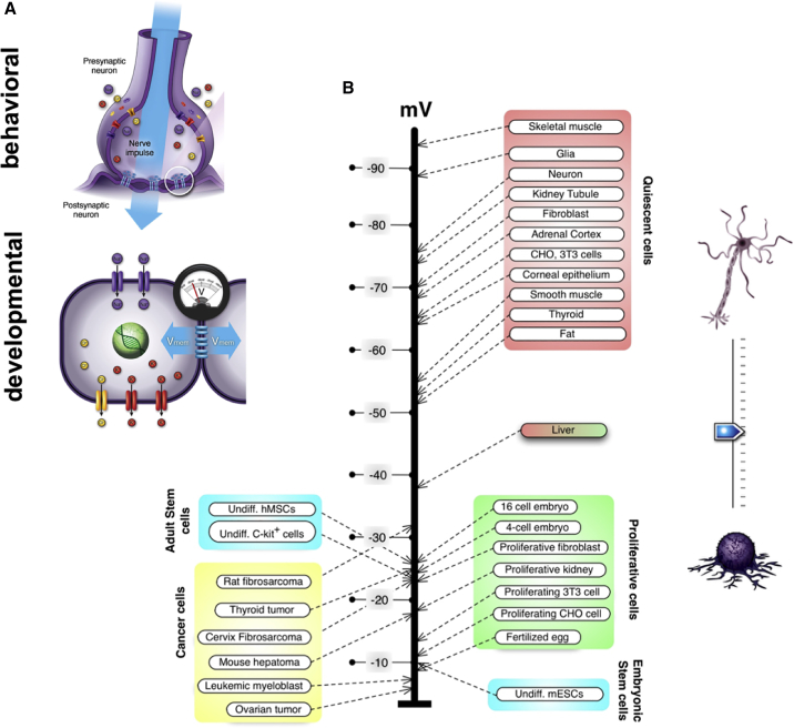 Figure 2