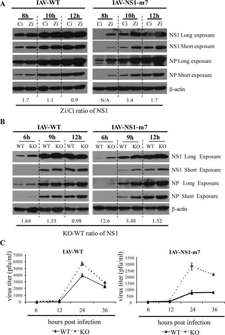 FIG 6