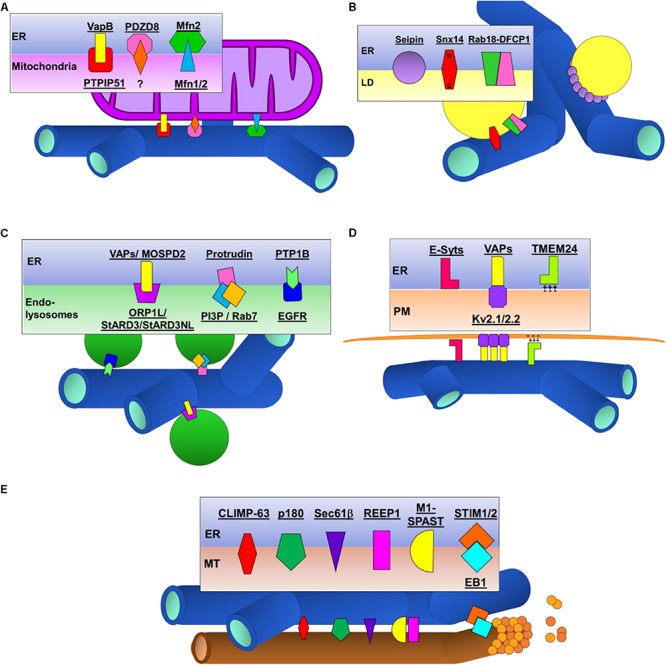 FIGURE 3