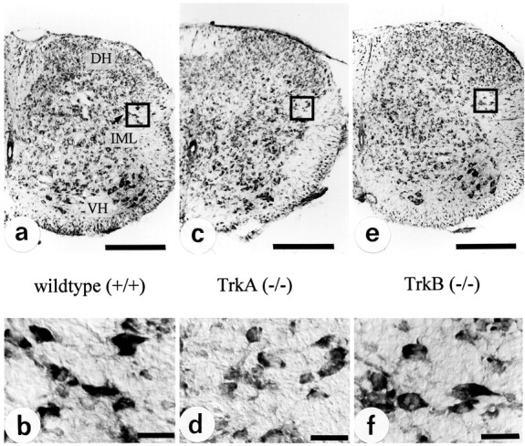 Fig. 9.