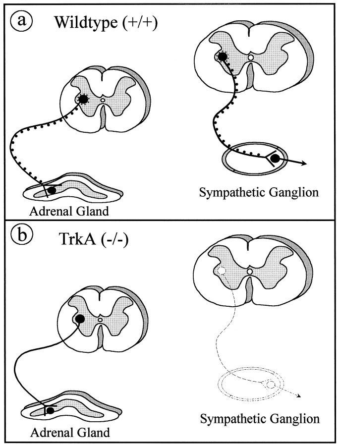 Fig. 11.