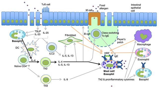 graphic file with name nihms-1024835-f0003.jpg