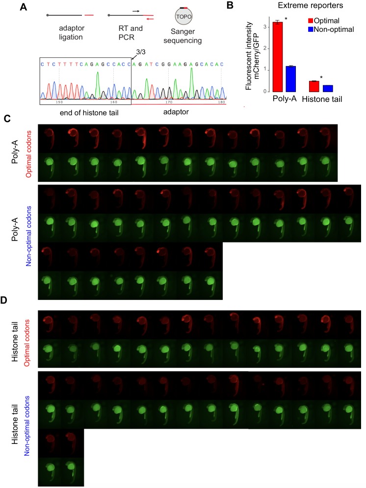 Figure 4—figure supplement 1.