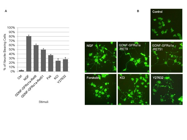 Normalization with genes encoding ribosomal proteins but not GAPDH ...