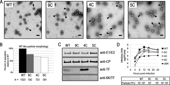 FIG 6