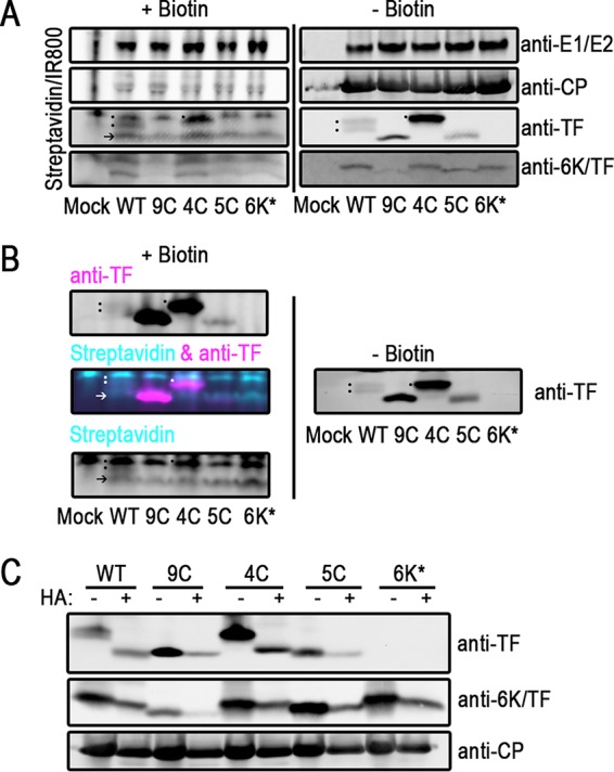 FIG 3