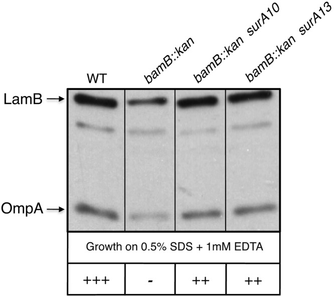 FIG 5 