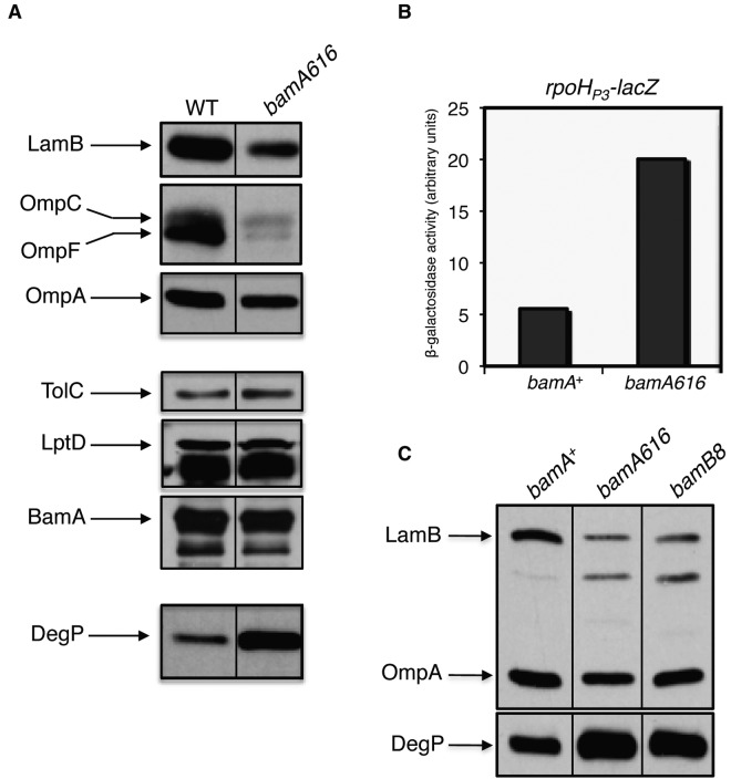 FIG 1 