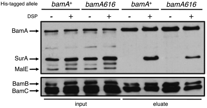 FIG 2 