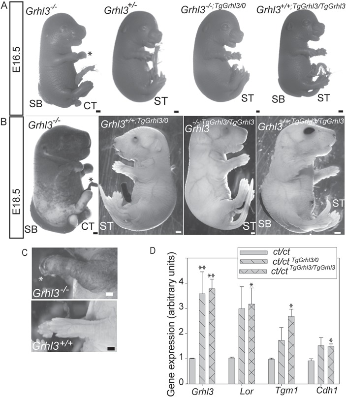 Figure 5