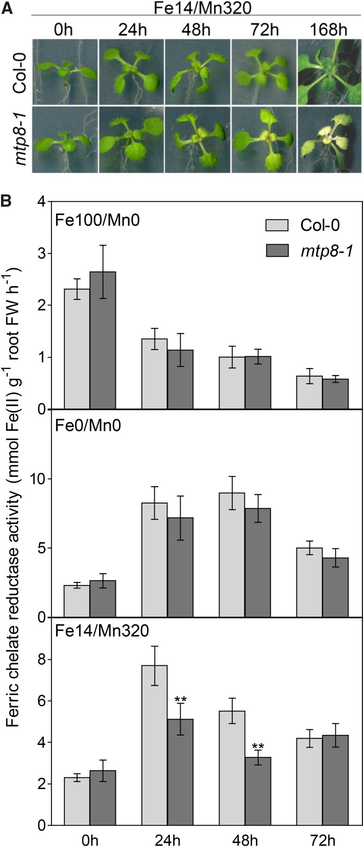 Figure 11.