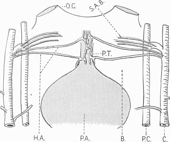 Text-fig. 4