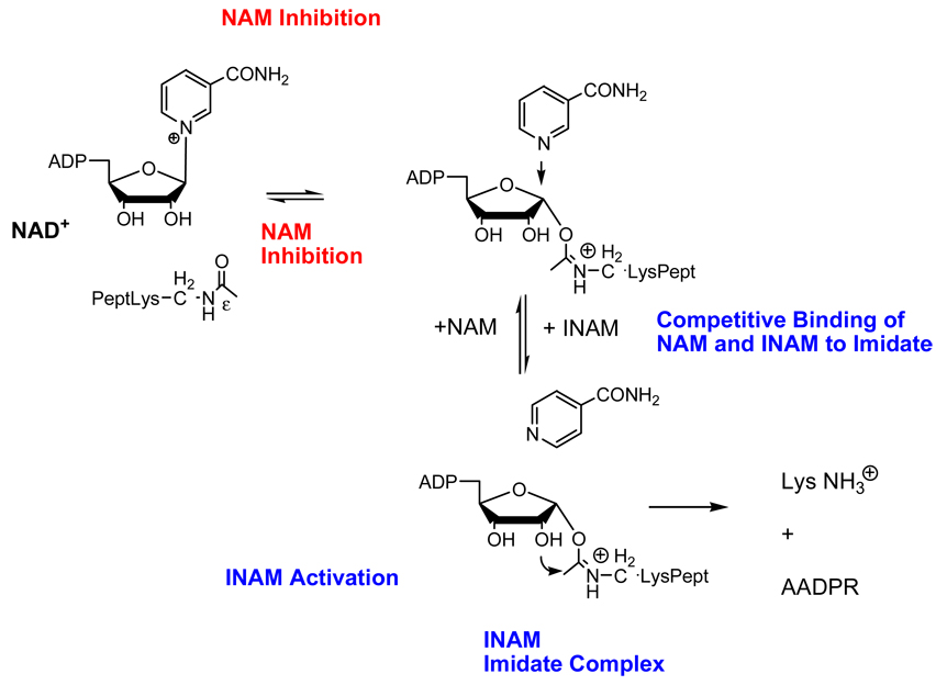 Scheme 6