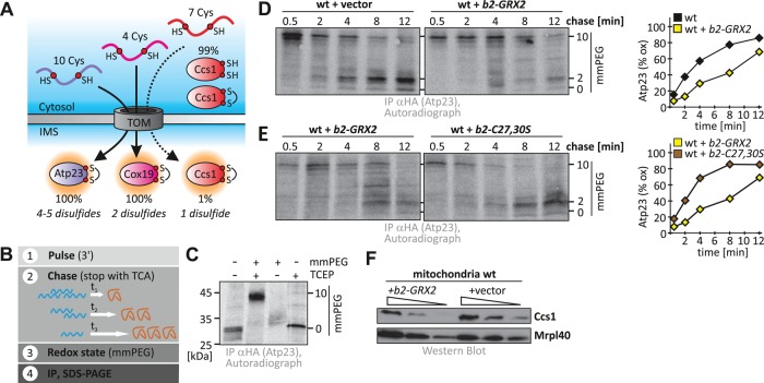 FIGURE 5: