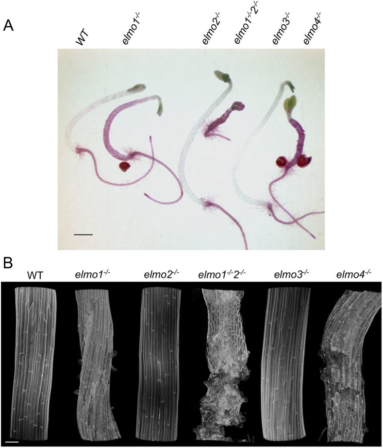 Fig. 9.