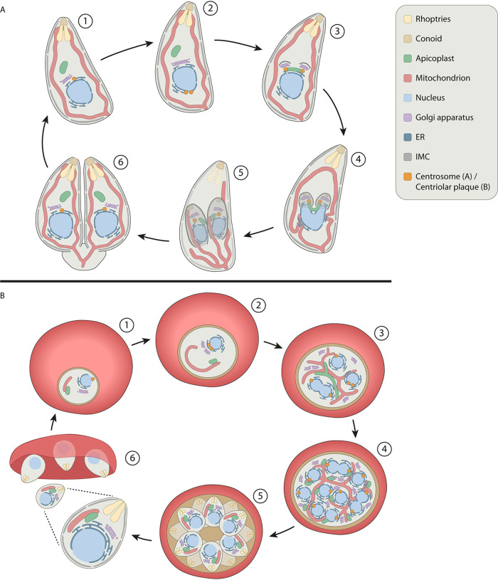 FIG 1