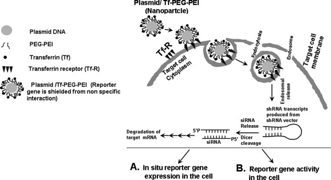 FIGURE 1.