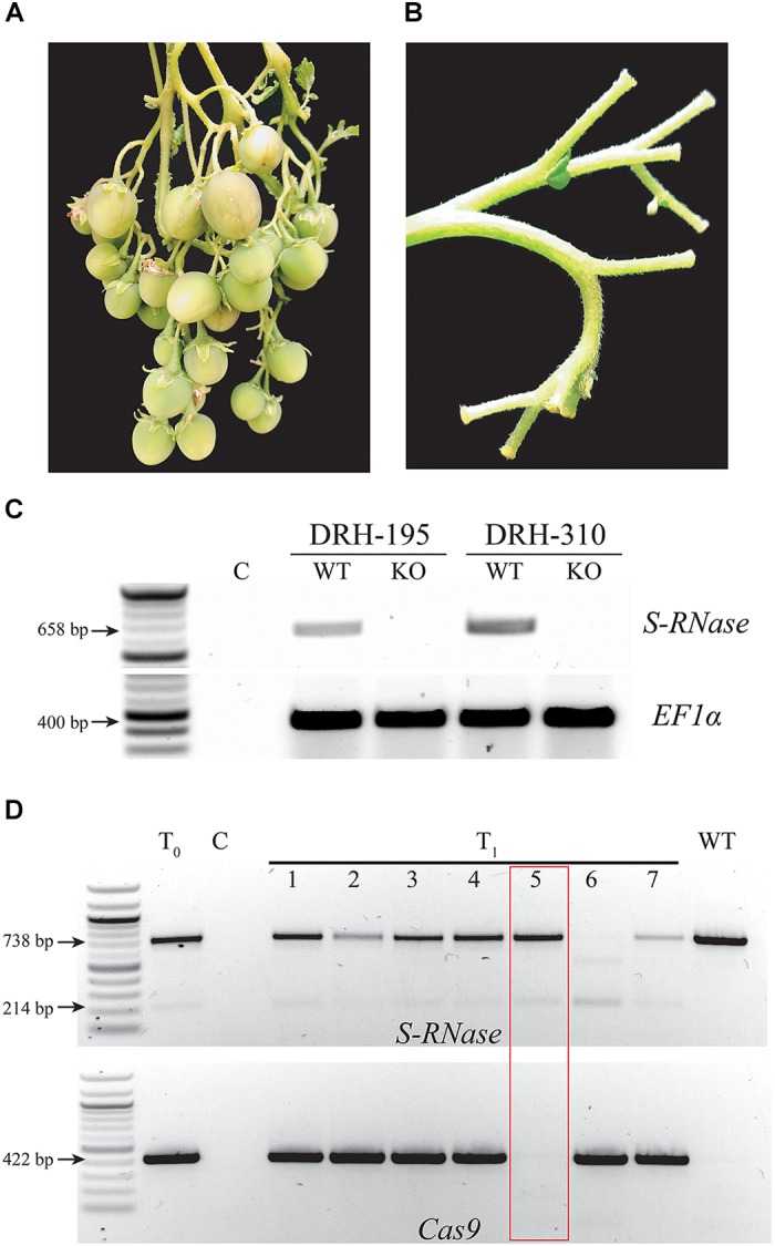 FIGURE 4