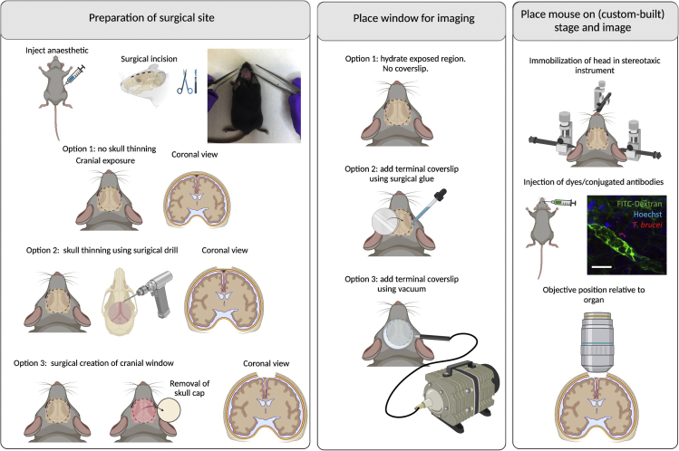 Figure 4