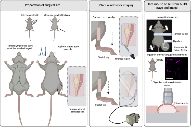 Figure 12