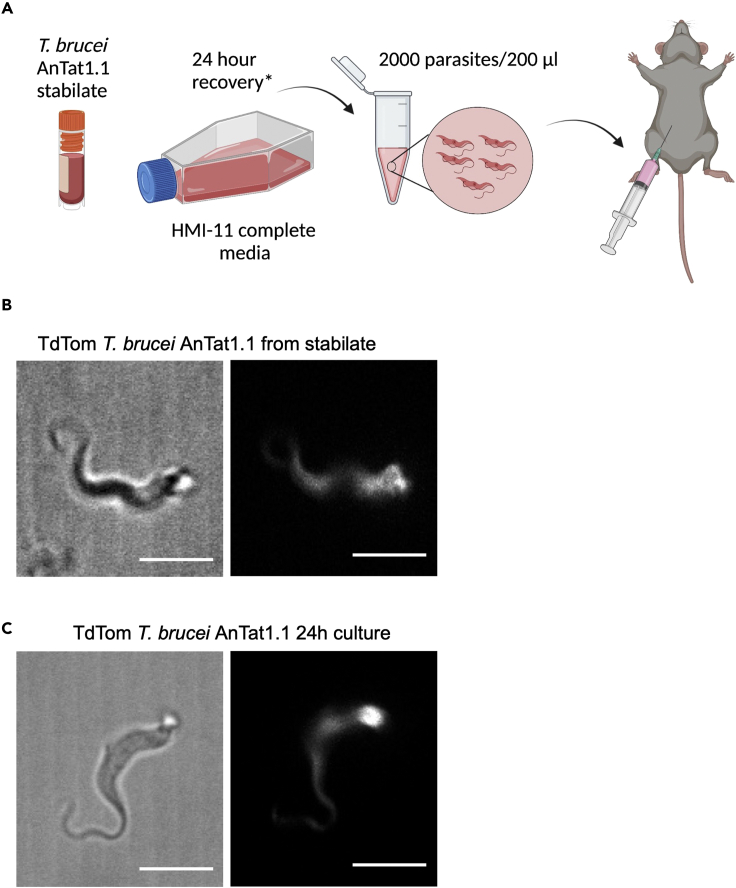 Figure 2