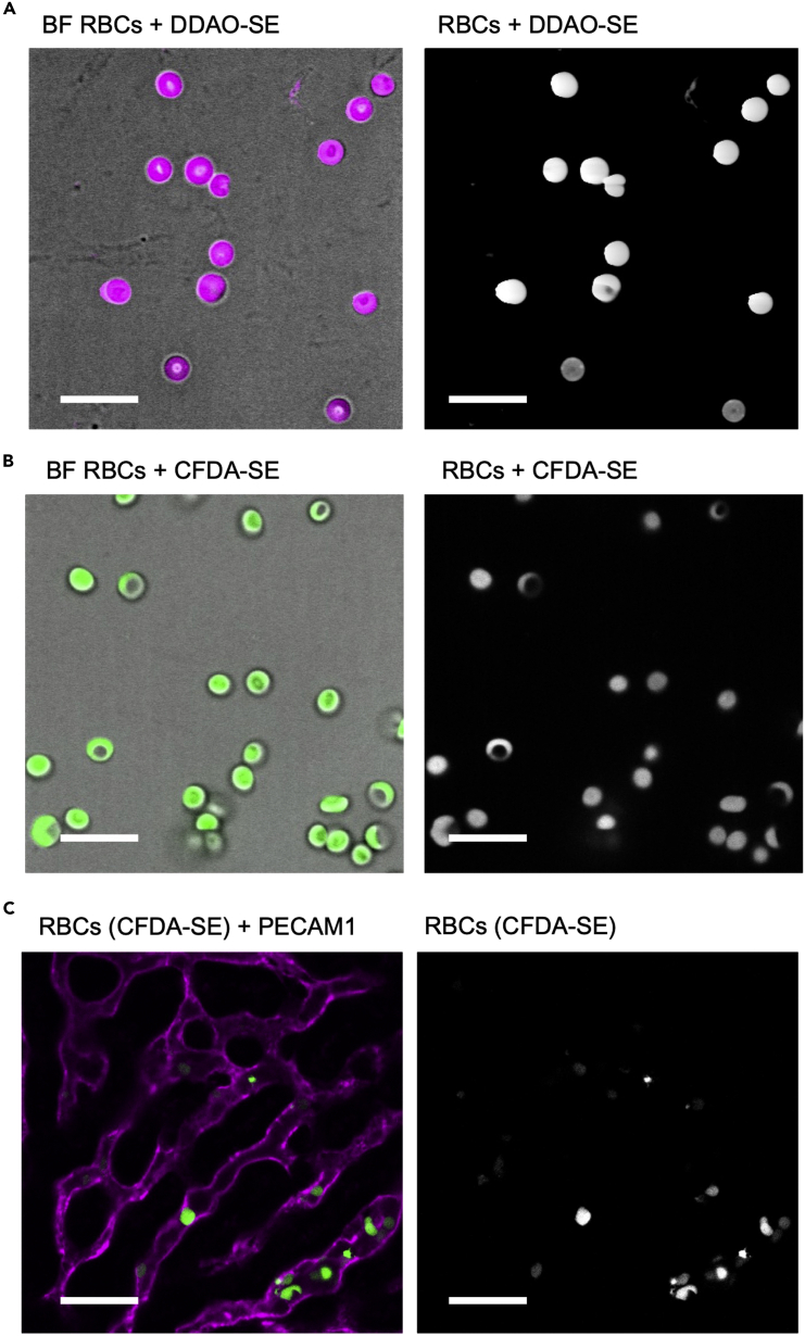 Figure 14